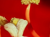 Amaryllis (hippeastrum reginae), Blick in die Blüte, Staubbeutel + Narbe